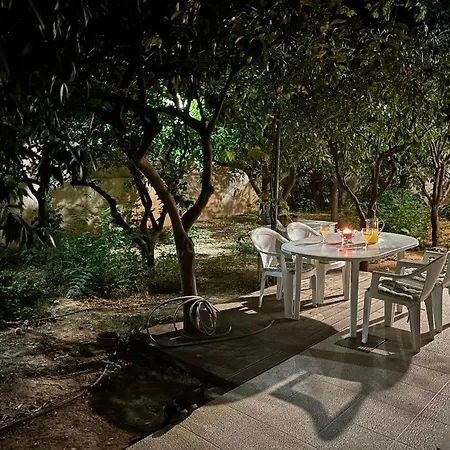 Orange Tree * 하니아