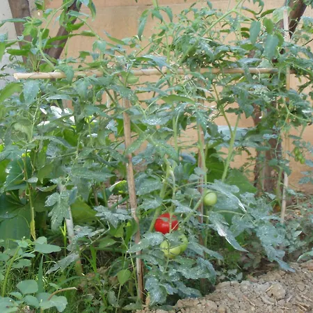 Orange Tree 하니아