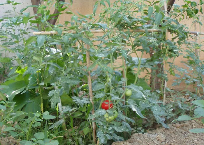 Orange Tree Chania (Crete)